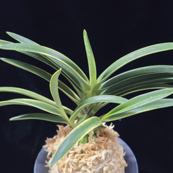 영호 影虎 Kagetora