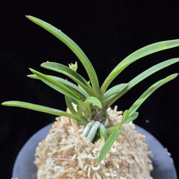 옥향로 玉香爐 Okhyangro(Tamakoro) (3spur)