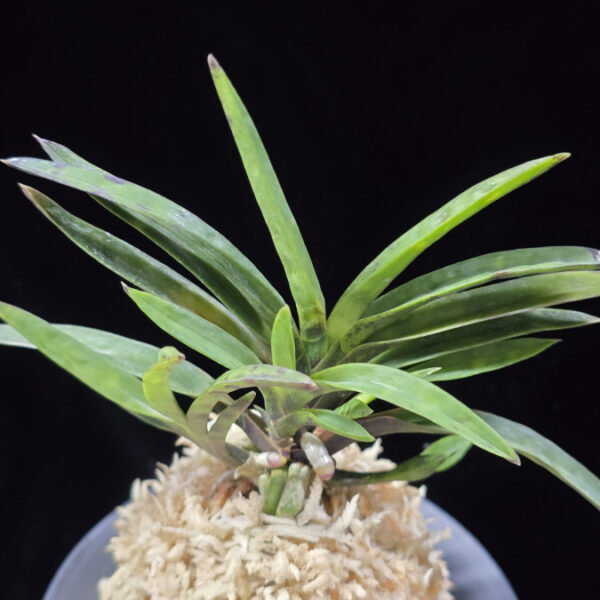 금광성 金光星 Kinkosei