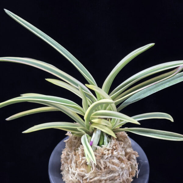 내위 匂威 Nioiodoshi