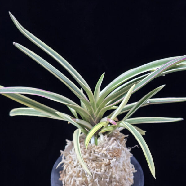 내위 匂威 Nioiodoshi