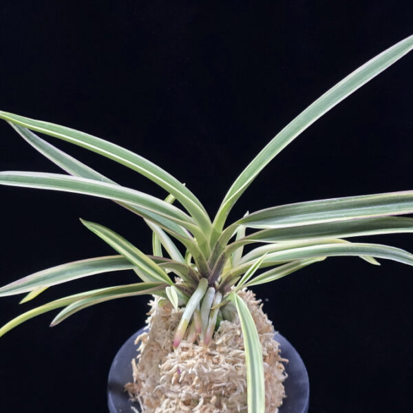 내위 匂威 Nioiodoshi