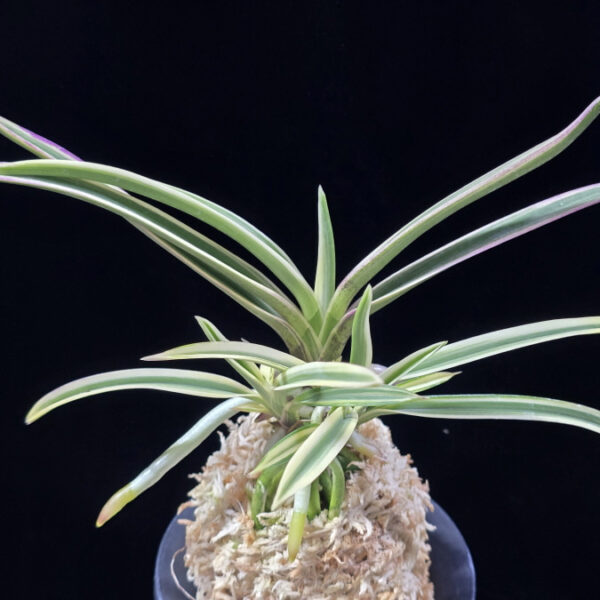 내위 匂威 Nioiodoshi