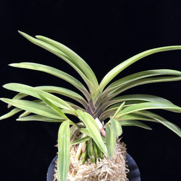 취설 吹雪  Chwiseol