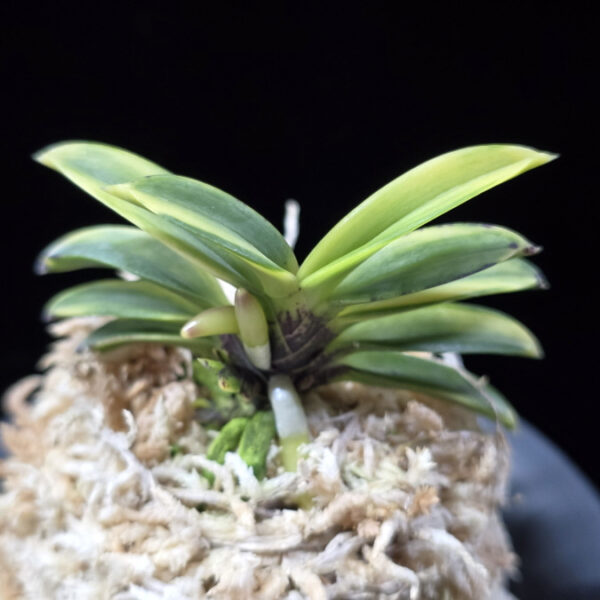 비금 轡錦 Kutsuwa nishiki