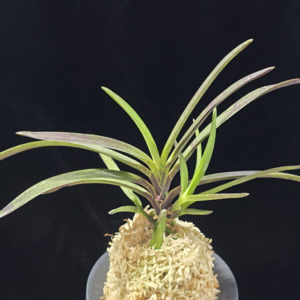 팔방 八房 Yatsufusa