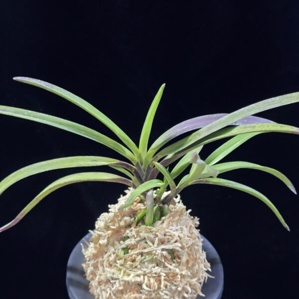 팔방 八房 Yatsufusa