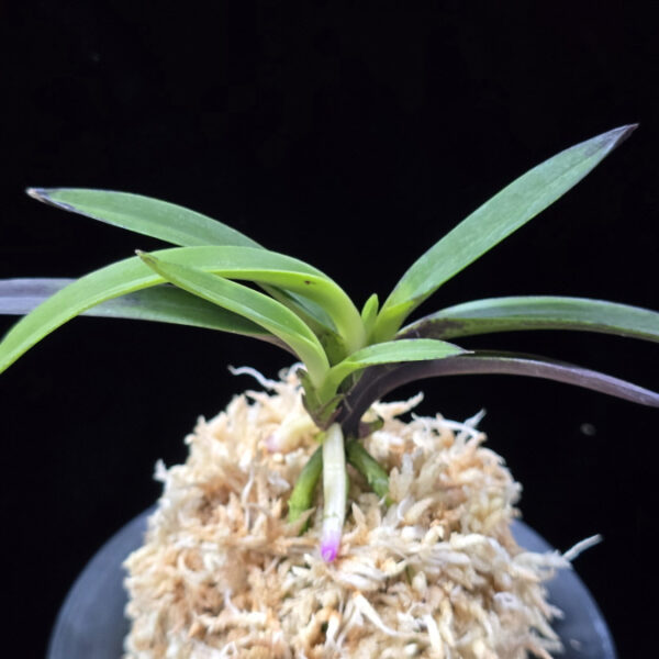 려인 麗人 Ryeoin (Ruby root)