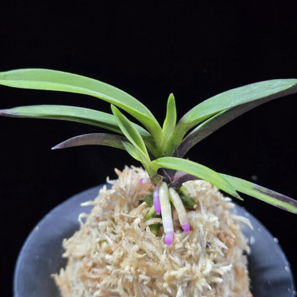 려인 麗人 Ryeoin (Ruby root)