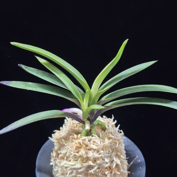 려인 麗人 Ryeoin (Ruby root)