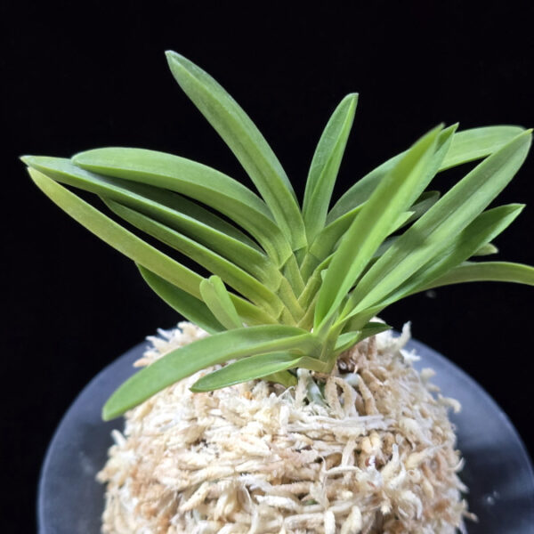 공작환 孔雀丸 Kujakumaru