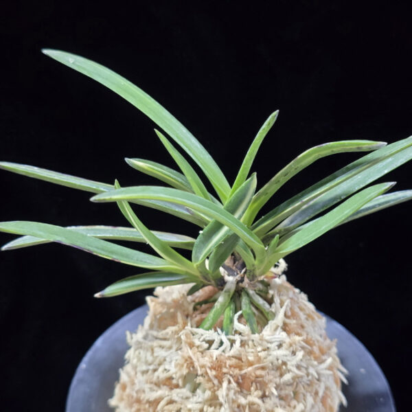 신호동 新湖東 Shinkotou