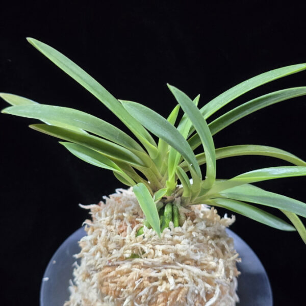 백천황 白天晃 Hakutenko ( White root)