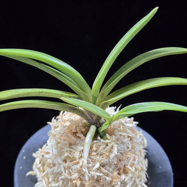 백천황 白天晃 Hakutenko ( White root)