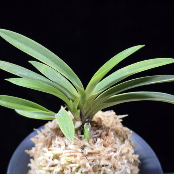 백천황 白天晃 Hakutenko ( White root)