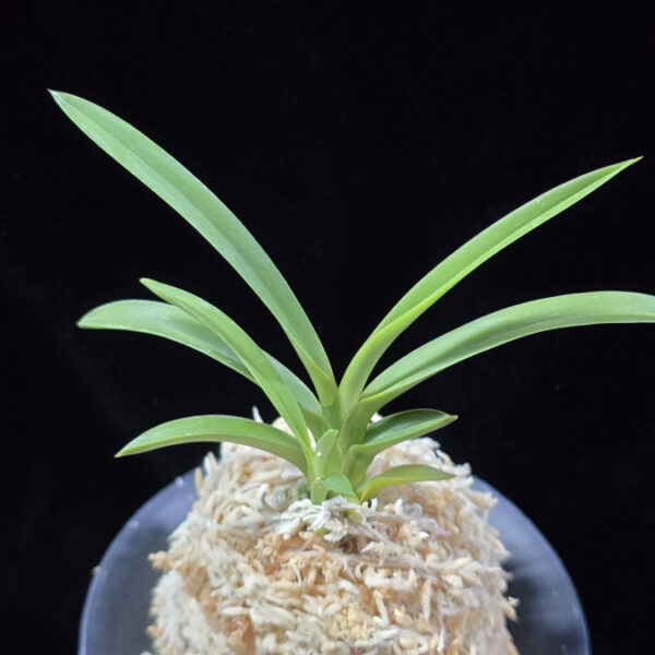 삼취전 三翠殿 Sansuiden