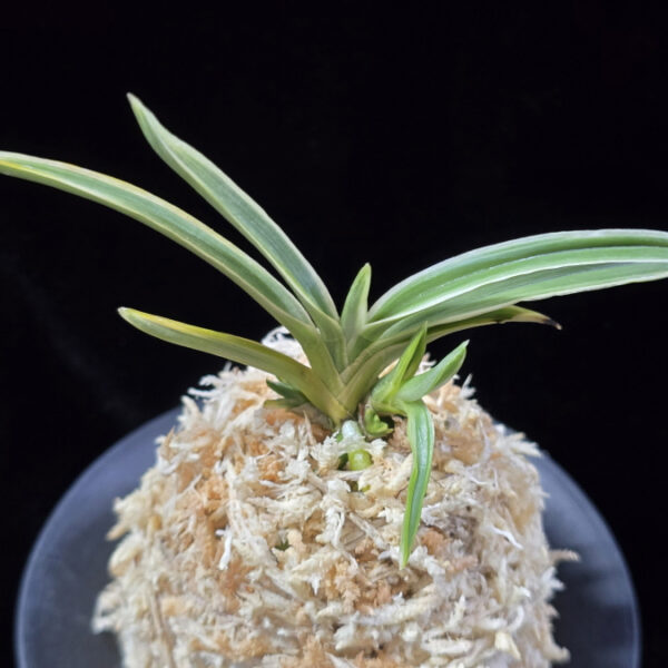 지리산 智異山 Jirisan