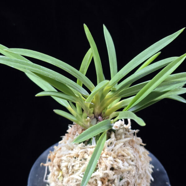 신기루 蜃気楼 Shinkirou