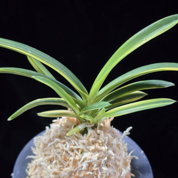 양귀희 楊貴姫 Yokihime