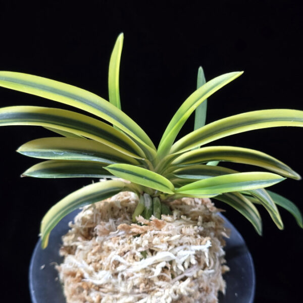 양귀희 楊貴姫 Yokihime