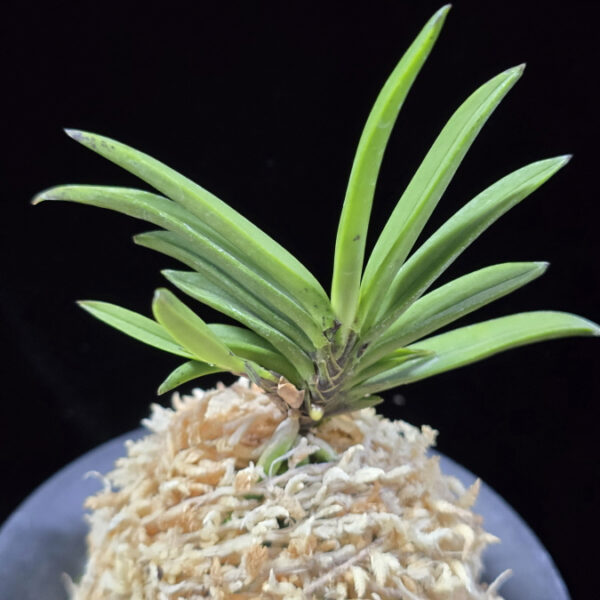 뇌호지검 瀬戸之剣 Seto no Tsurugi