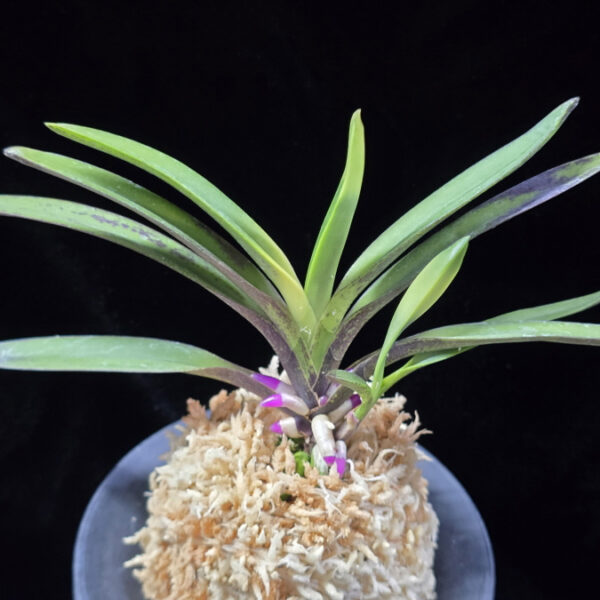 대하 大河 Daeha(Taiga) (Ruby root)