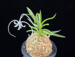 삼각산 三角山(曼珠沙華) Manjushage (3 spur)