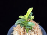 취월호 翠月湖 Chwiwolho(Seedling)