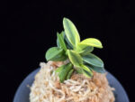 취월호 翠月湖 Chwiwolho(Seedling)