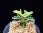 취월호 翠月湖 Chwiwolho(Seedling)