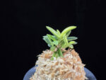 취월호 翠月湖 Chwiwolho(Seedling)