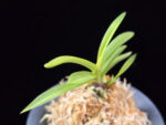 환희천 歓喜天 Hwanhuicheon(Kankiten) (ruby root)