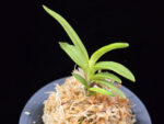 환희천 歓喜天 Hwanhuicheon(Kankiten) (ruby root)