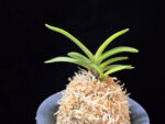 환희천 歓喜天 Hwanhuicheon(Kankiten) (ruby root)