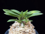 부용 芙蓉 Buyong