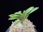 부용 芙蓉 Buyong