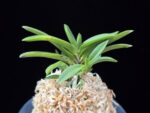 부용 芙蓉 Buyong