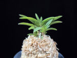 부용 芙蓉 Buyong