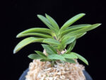 부용 芙蓉 Buyong