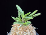부용 芙蓉 Buyong