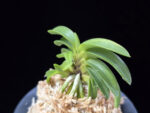 청담 淸潭 Cheongdam (Ruby root)