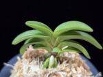 청담 淸潭 Cheongdam (Ruby root)