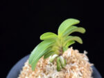 청담 淸潭 Cheongdam (Ruby root)