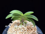 청담 淸潭 Cheongdam (Ruby root)