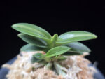 취월호 翠月湖 Chwiwolho(Seedling)