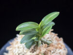취월호 翠月湖 Chwiwolho(Seedling)