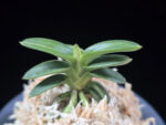 취월호 翠月湖 Chwiwolho(Seedling)