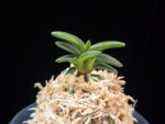 취월호 翠月湖 Chwiwolho(Seedling)