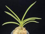 서능금 西凌錦  Seoneunggeum