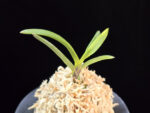 금모단 金牡丹 Kinbotan (Ruby root)